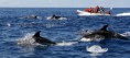 Observing dolphins and marine wildlife near Ria Formosa